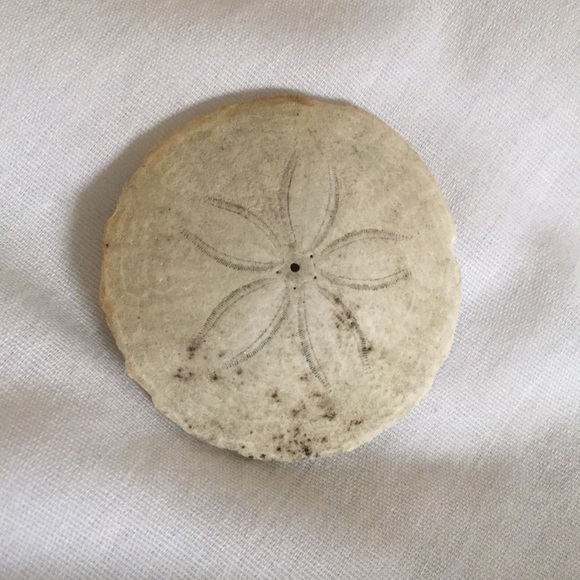 sanddollar123